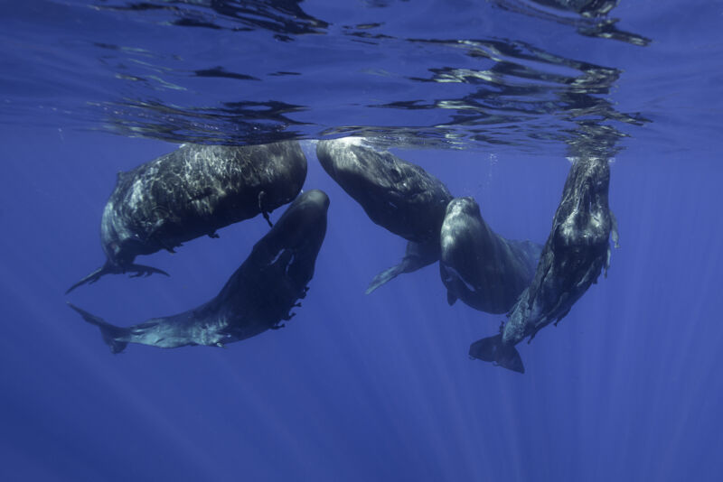 A group of sperm whales and remora idle near the surface of the ocean.