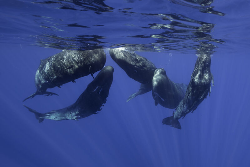 Un grup de cașalot și remora sunt inactivi lângă suprafața oceanului.