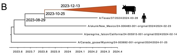 Evolutionary history of H5N1 2.3.4.4b in North America before and during the introduction and emergence in US cattle.