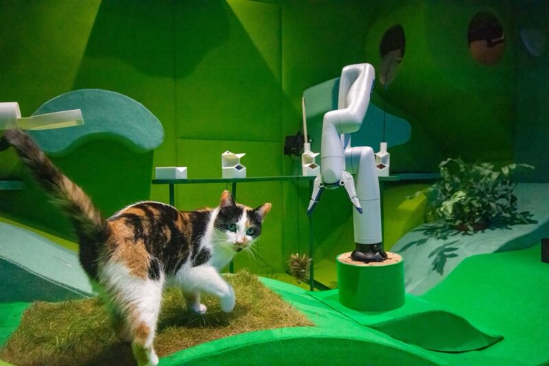 Cat with the robot arm in the Cat Royale installation