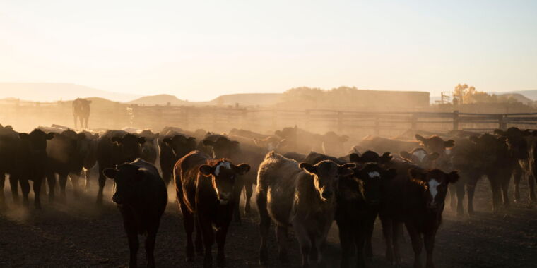 No one has seen the data behind Tyson’s “climate friendly beef” claim