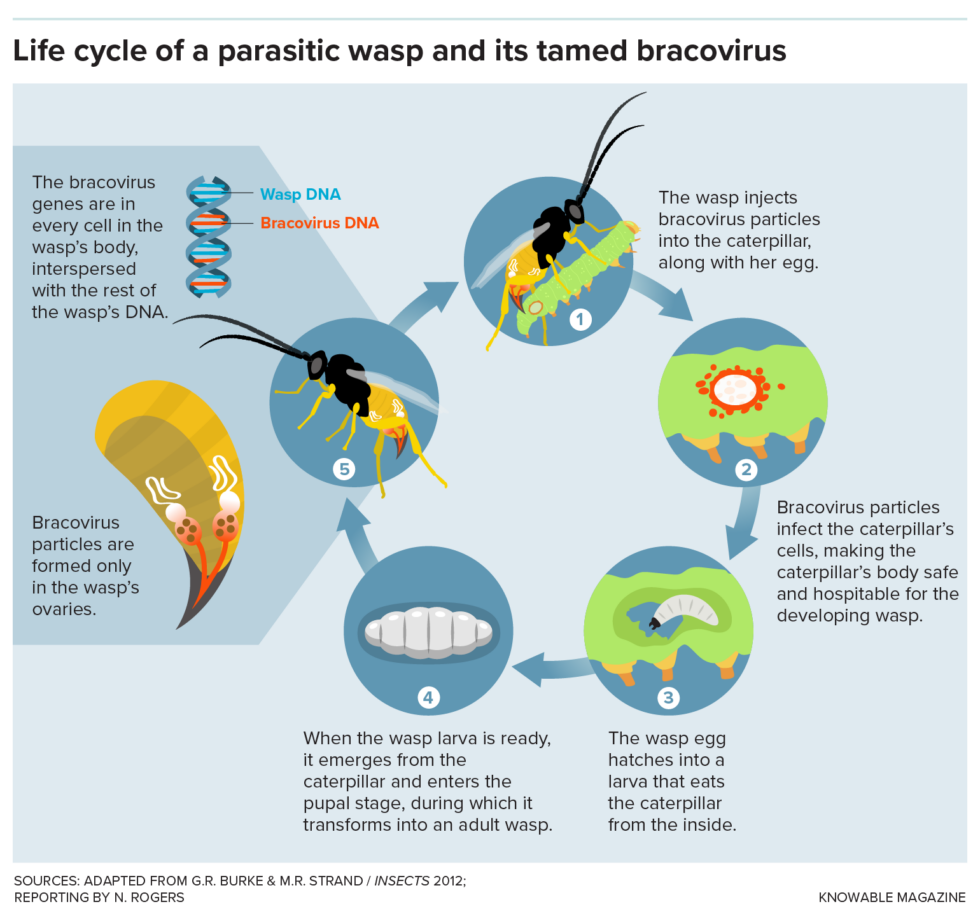 Di bawah ini adalah langkah-langkah kehidupan tawon parasit yang menampung bravavirus.