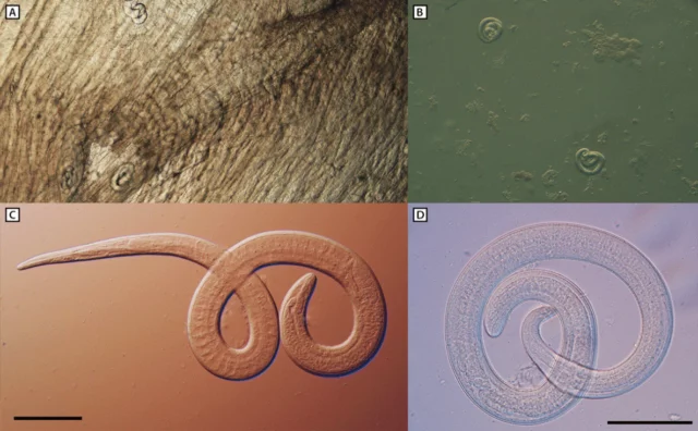 Microscopic examination of encapsulated larvae in a direct black bear meat muscle squash prep (A), larvae liberated from artificially digested bear meat (B), and motile larvae viewed with differential interference contrast microscopy (C and D)* from black bear meat suspected as the source of an outbreak of human <em>Trichinella</em> <em>nativa</em> infections—Arizona, Minnesota, and South Dakota, 2022.