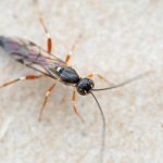 Parasitoid wasp