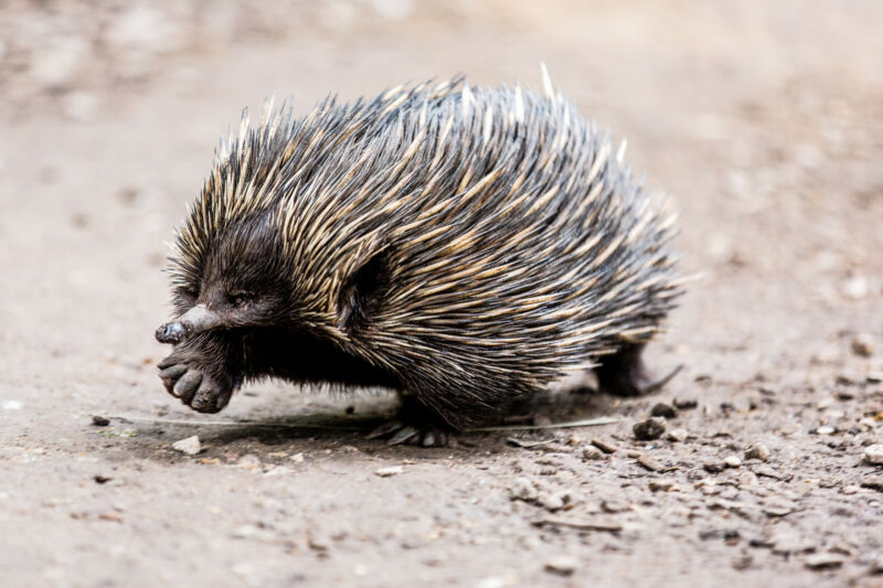 A small animal with spiky fur and a long snout strides over grey soil.