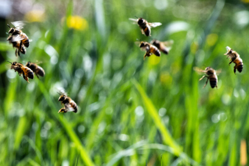 Bees heading to their hive.