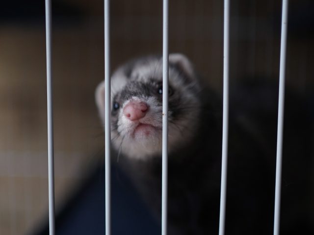 Astonishing Discovery Ferrets Show Flu Immunity Might Block Severe Bird Flu - ddvr6t2