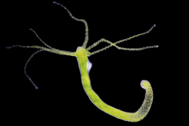 Image of a greenish creature with a long stalk and tentacles, against a black background.