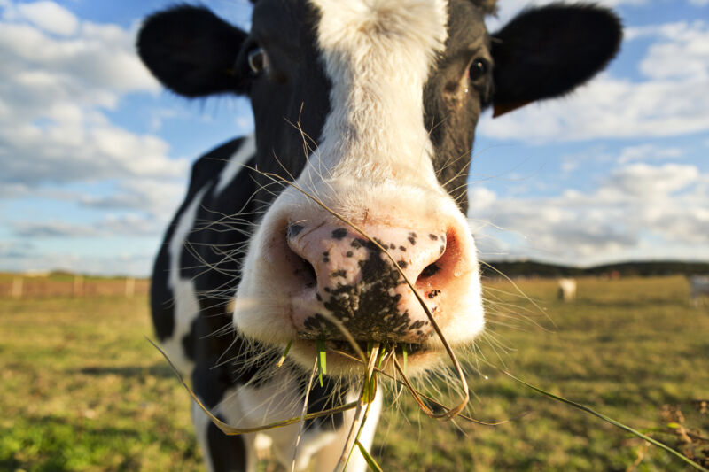 Cleaning up cow burps to combat global warming