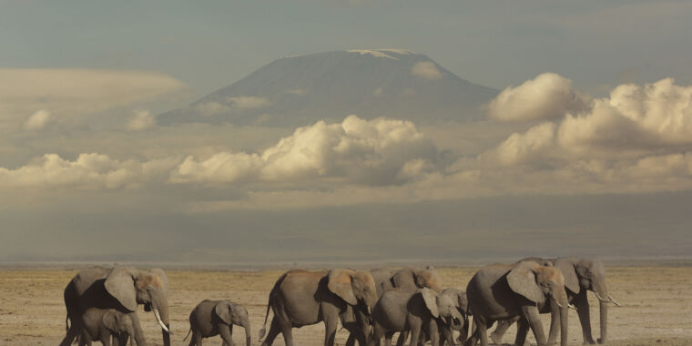 Elephants may refer to each other by name