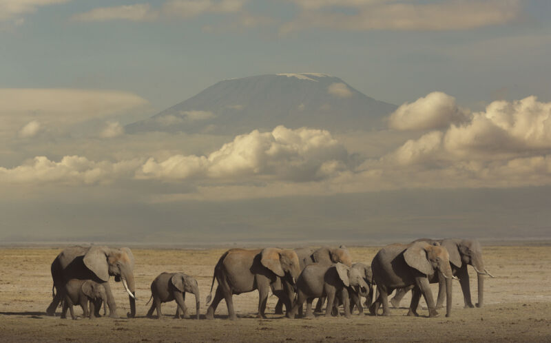A group of African elephants, including adults and offspring, walk across a brown plain in front of a mountain.