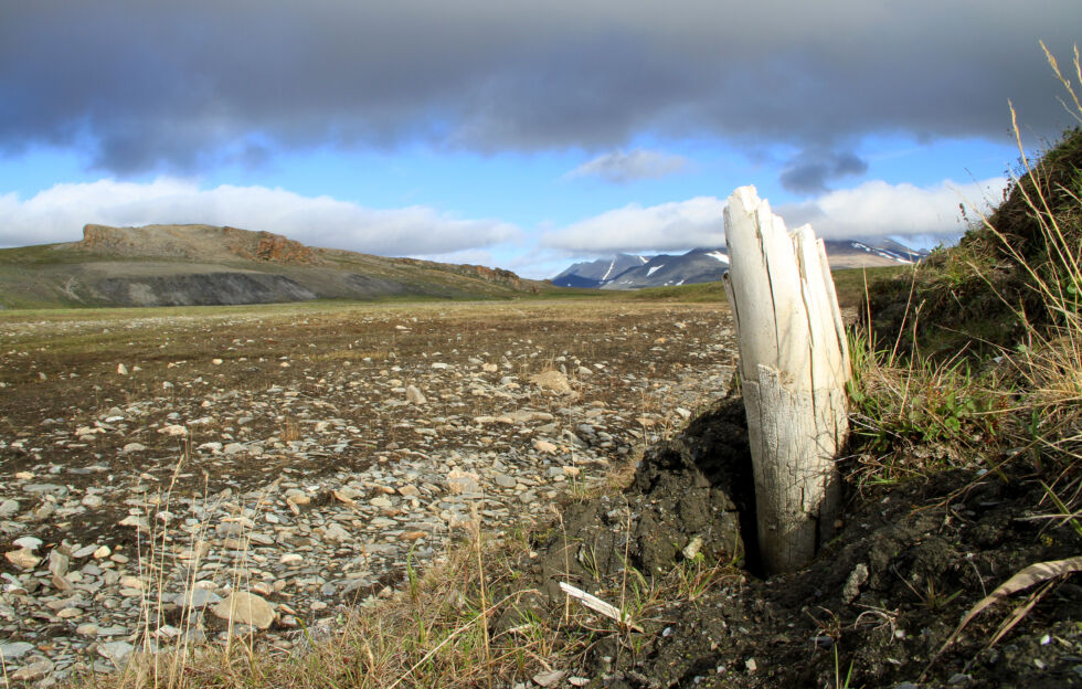 西伯利亚北部的弗兰格尔岛有广阔的苔原。
