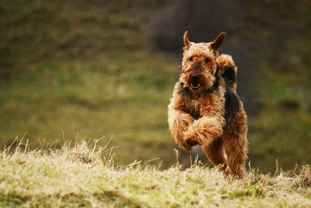 airedale-640x427.jpg