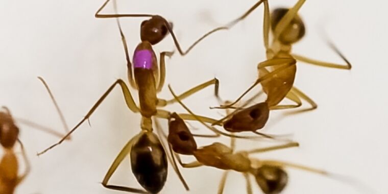 Rufen Sie einen Ameisenarzt: Durch eine Amputation haben infizierte Ameisen eine bessere Chance, die Infektion zu überleben