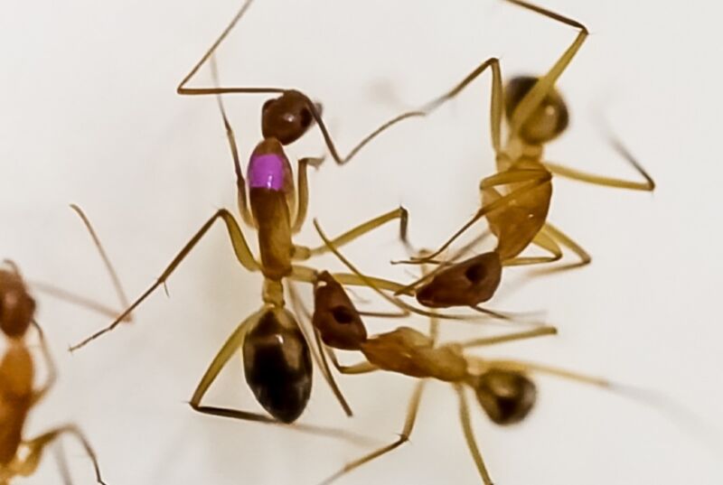 Videostandbild, das die Wundversorgung und Amputation bei C. maculatus zeigt