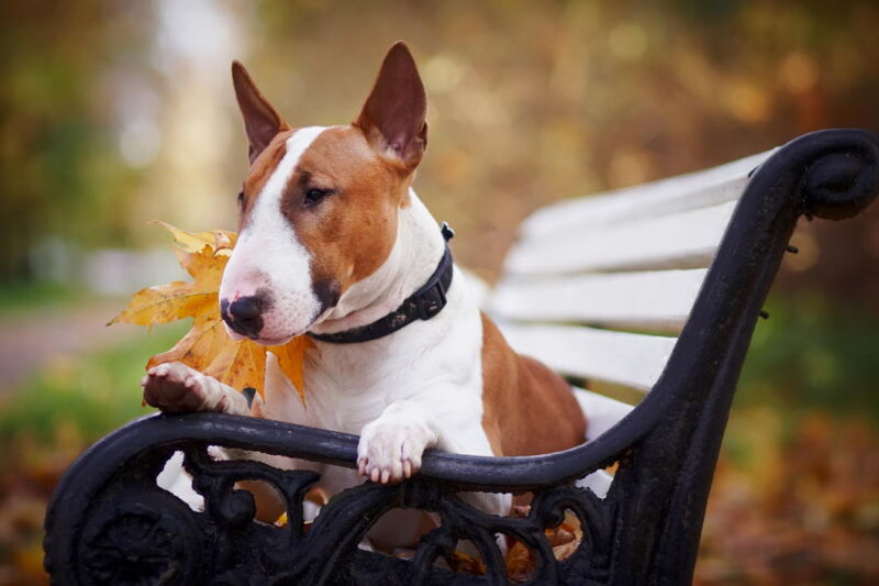 A picture of a bull terrier on a park bench