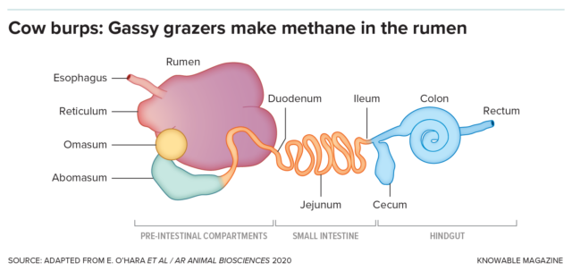 The microbes that digest fiber—and those that produce methane—live mostly in the rumen, the first and largest of a cow’s four stomachs.