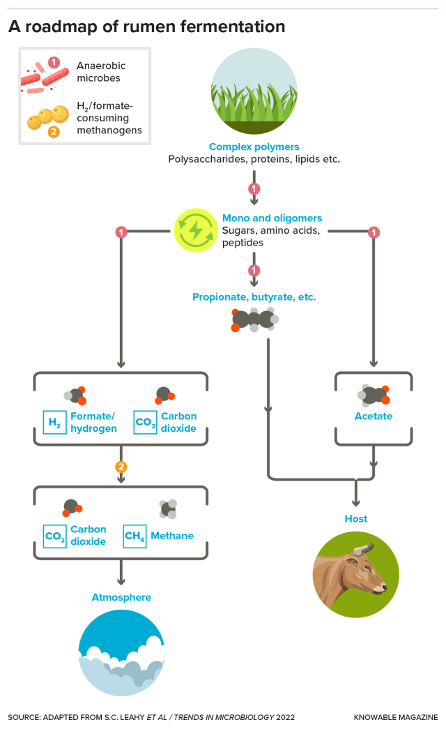 Microbes in the rumen break large molecules—especially cellulose—into smaller subunits. Some of these nourish the cow, while others are food for methane-producing microbes called methanogens. Researchers are searching for ways to shift the mix of microbes in ruminant guts to minimize methane emissions.