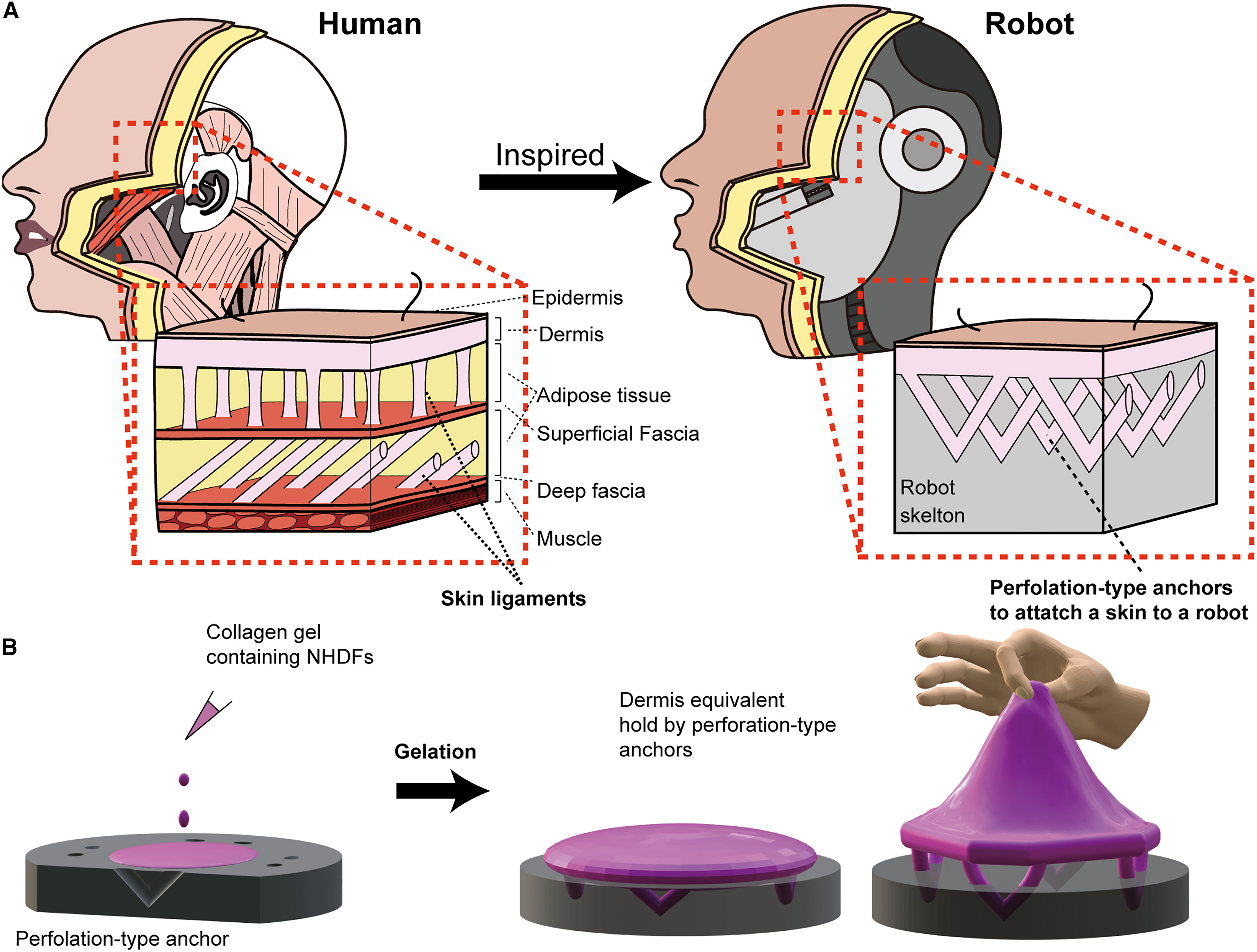 Researchers craft smiling robot face from living human skin cells