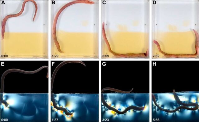 Sequência de perfuração de um peixe-bruxa escavando gelatina transparente.