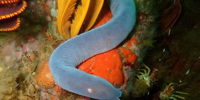 Wie Schleimaale sich in Tiefseesedimenten graben