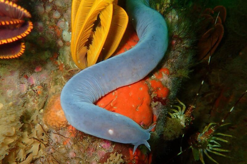 Sixgill Hagfish (Eptatretus hexatrema) în False Bay, Africa de Sud