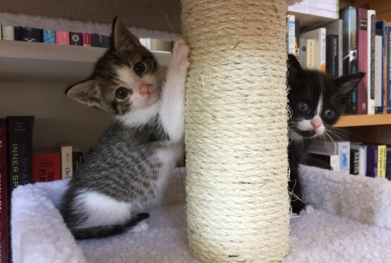two adorable kittens (one tabby, one tuxedo) on a little scratching post base.