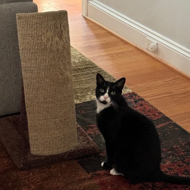 Placing a scratching post in front of Caliban's favorite target for scratching proved effective.