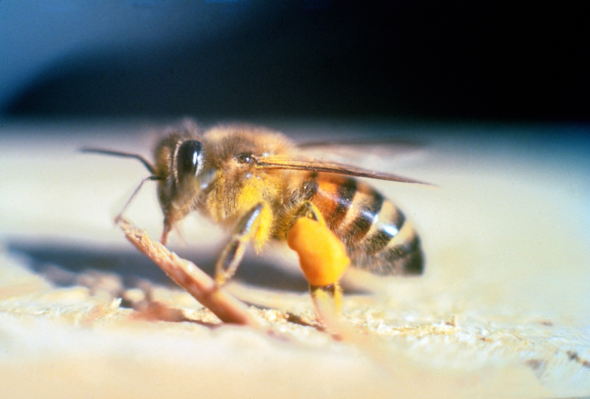 An adult <em>Apis mellifera scutellata</em>, or "killer bee."