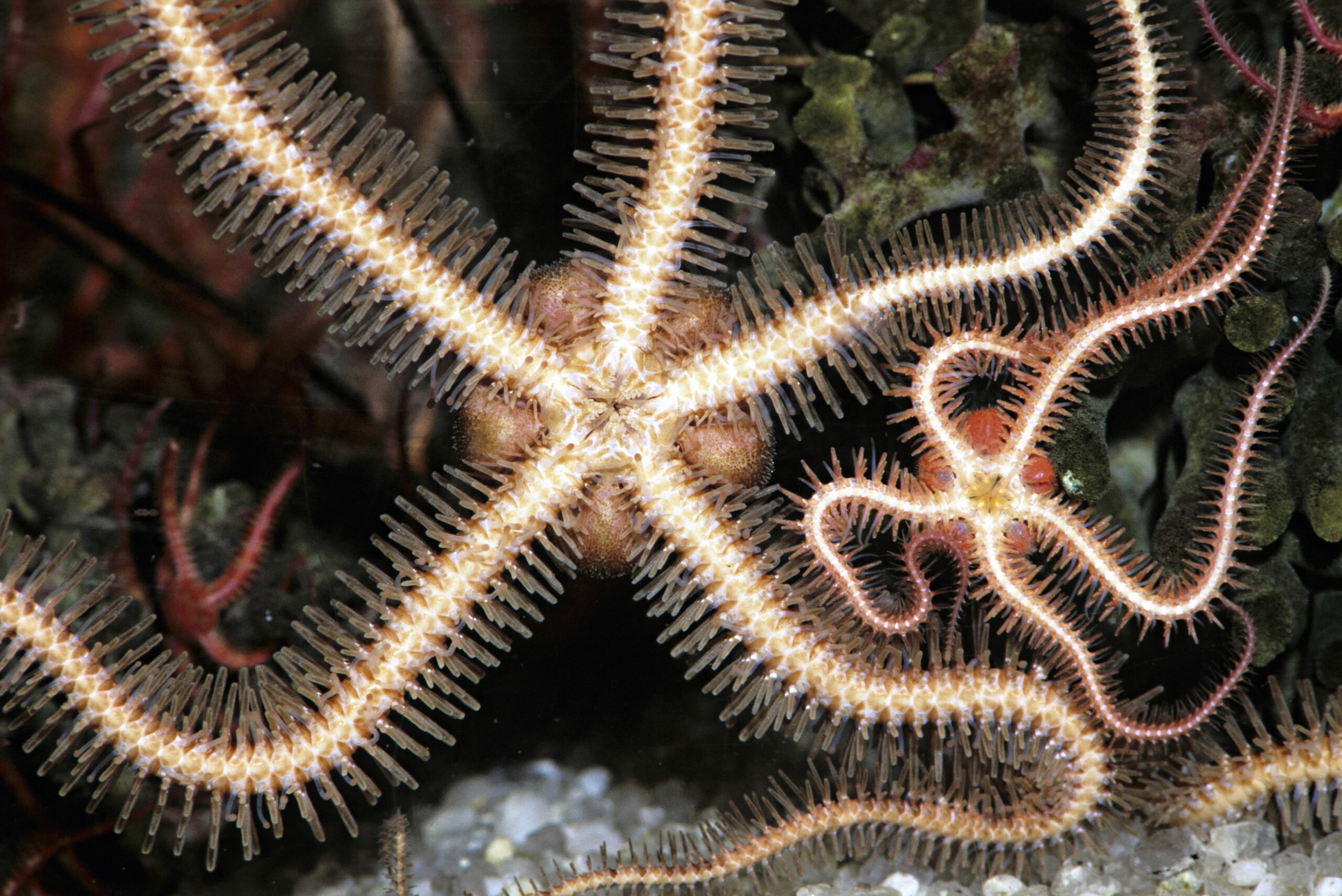 The brooding brittle star (Amphipholis squamata) was likely the result of multiple hybridization events.