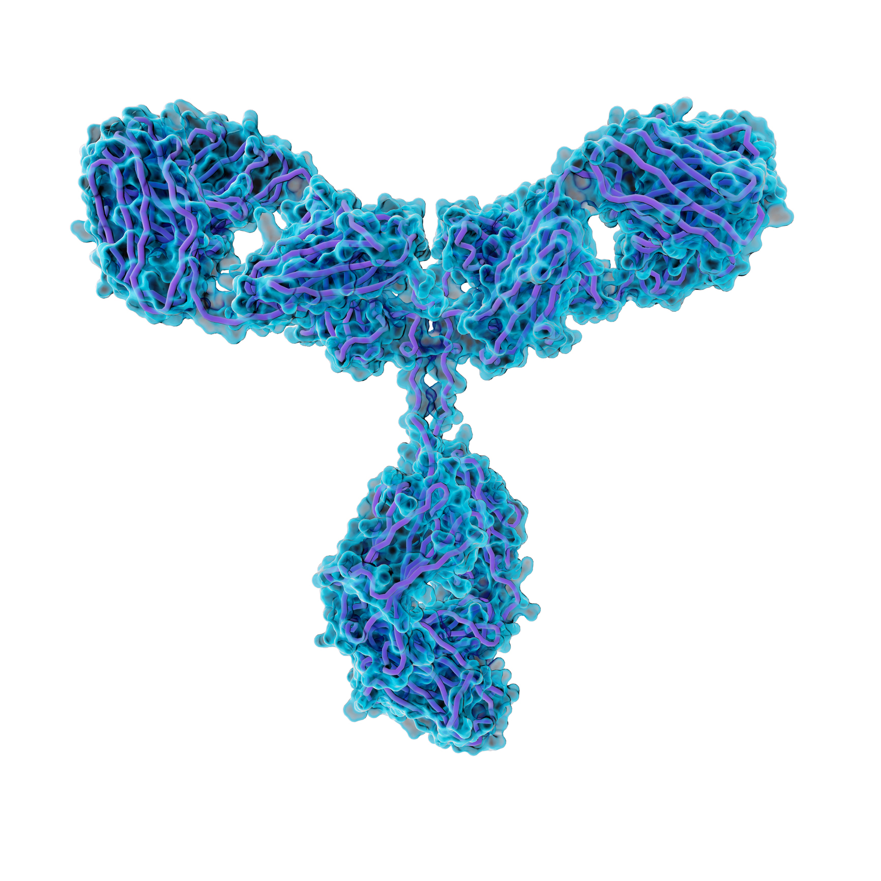 Antibody molecules, like the one shown here, can be linked to toxins and delivered to cells that carry a protein that the antibody recognizes.