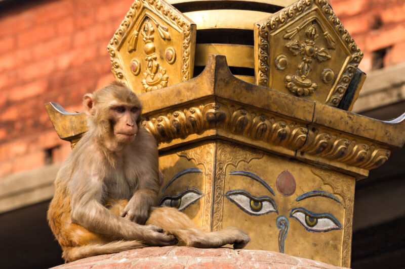 A rhesus macaque on a Buddhist stupa in the Swayambhunath temple complex in Kathmandu, Nepal