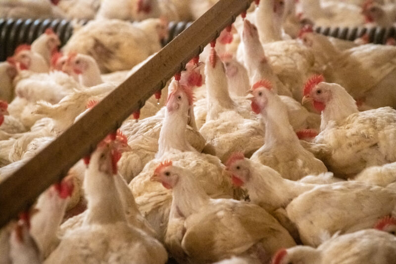 5 other people inflamed as fowl flu seems to head from cows to chickens to people