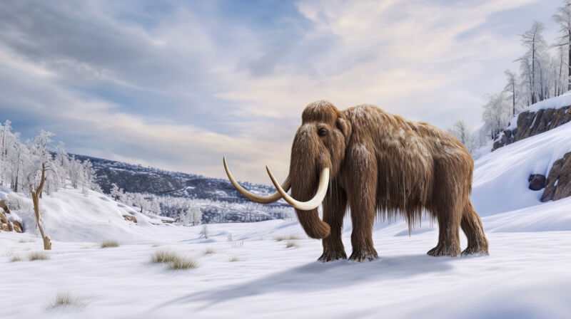 Artist's depiction of a large mammoth with brown fur and huge, curving tusks in an icy, tundra environment.