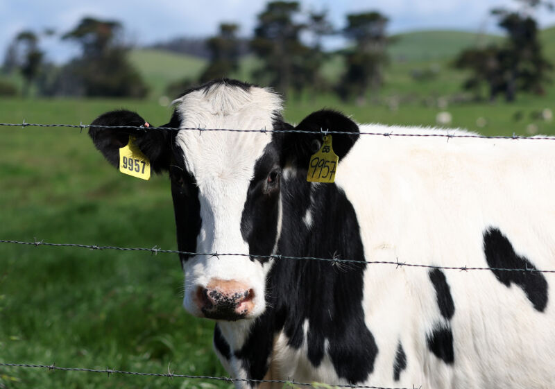 O vaca pascește pe un câmp la o fermă de lapte pe 26 aprilie 2024, în Petaluma, California.