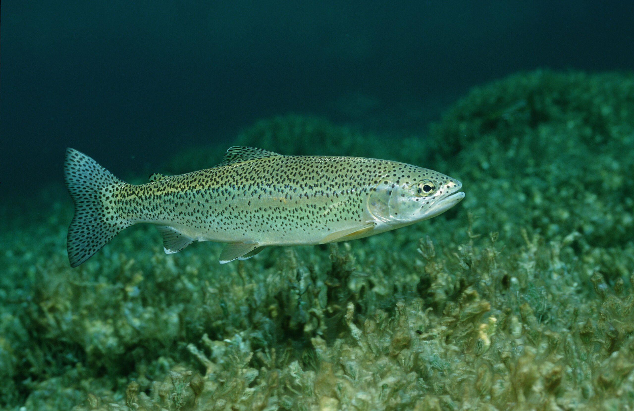 The introduction of rainbow trout to the Arkansas River basin has resulted in hybrid swarms.