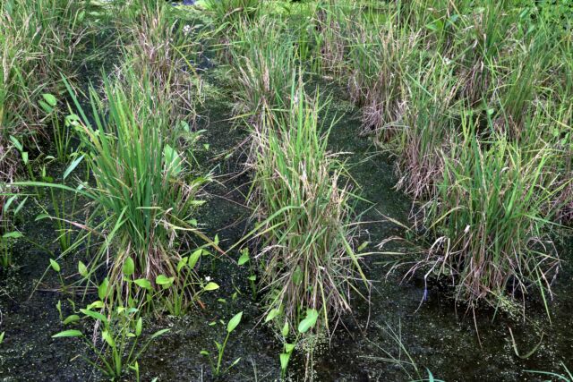 Much of the population of wild rice (<i>Oryzias rufipogon</i>) may actually be a hybrid swarm.