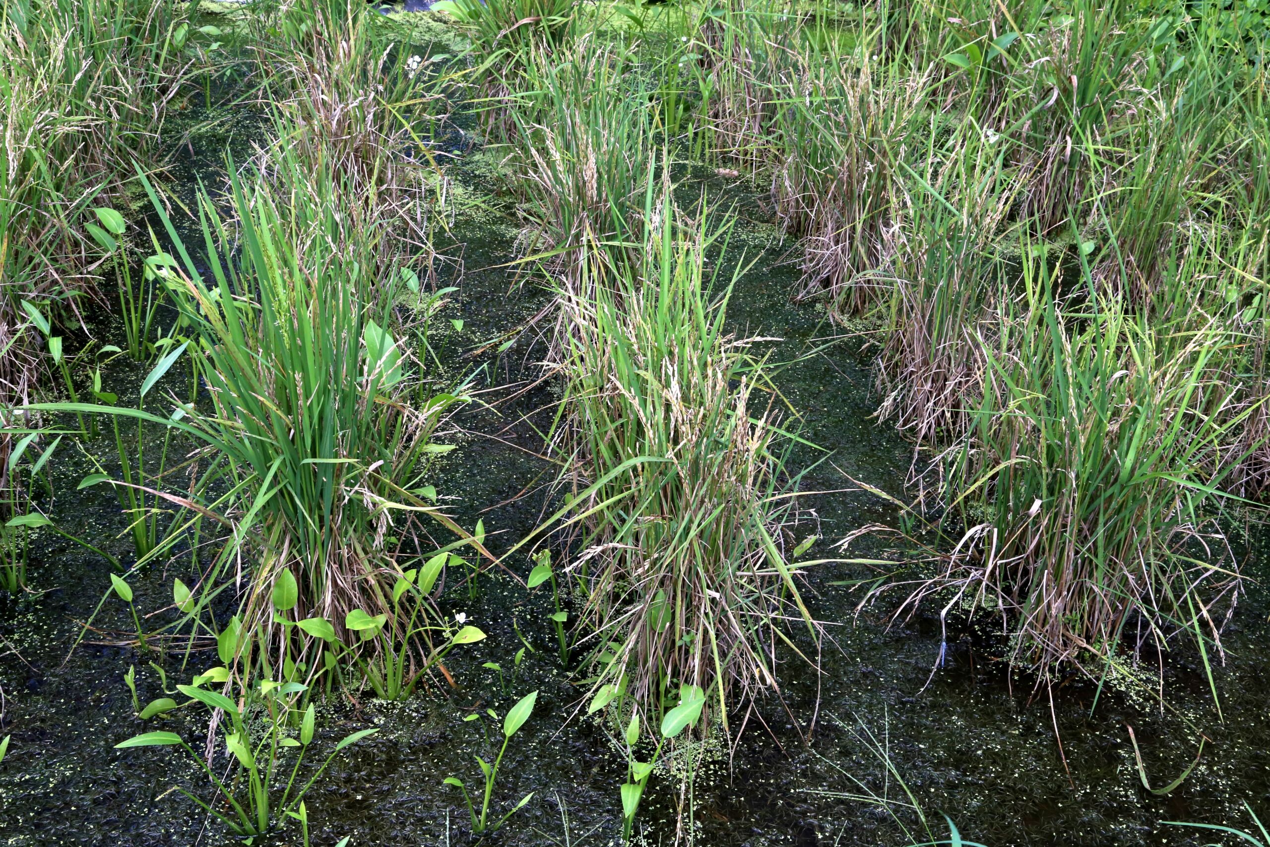 Much of the population of wild rice (<i>Oryzias rufipogon</i>) may actually be a hybrid swarm. 