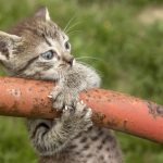 kitten latches on to a pole with its two front paws