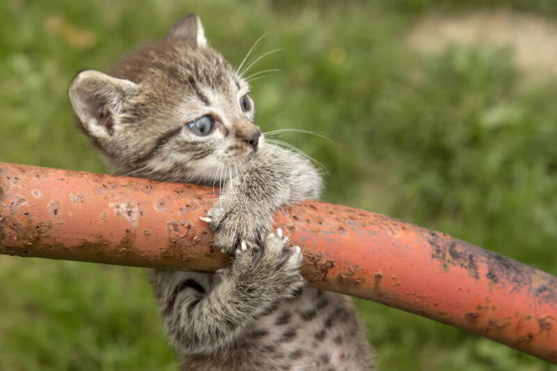 kitten latches on to a pole with its two front paws