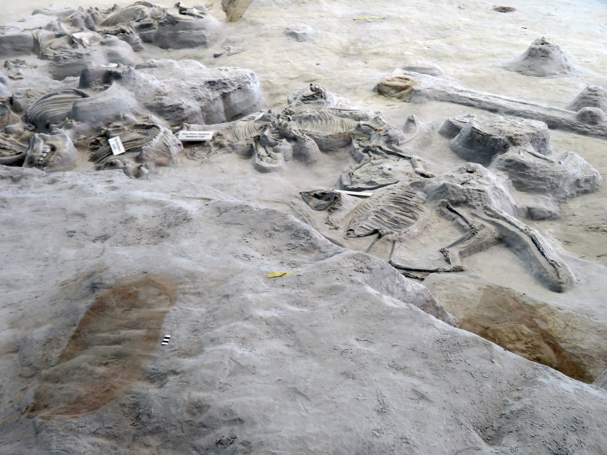 Skeletons of the victims lie near the burrows dug by scavengers who searched for their bodies.