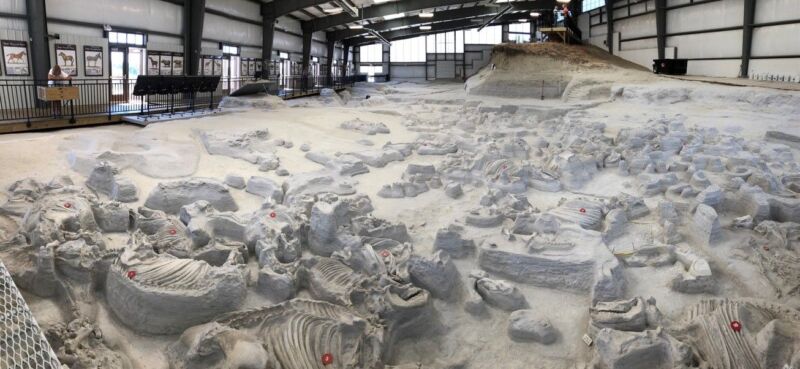 Interior view of the Rhino Barn. Exposed fossil skeletons left in-situ for research and public viewing.