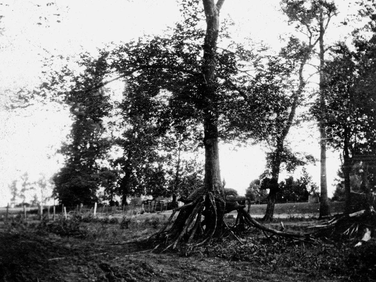 After the 1811-1812 earthquakes, trees with double roots formed in areas where the ground sank and the tree was buried by sand brought in by the Mississippi River. In this early 1900s photo, the tree roots that grew at that time are now exposed. Visual: USGS 