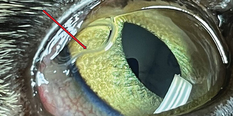 El gusano ocular alienígena está invadiendo rápidamente los Estados Unidos al propagarse desde los testículos de las moscas de la fruta.