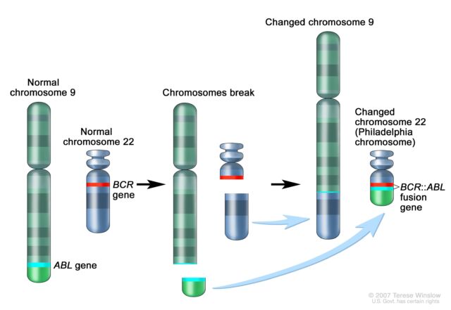 Schematic diagram of the 9;22 translocation and generation of the BCR::ABL fusion gene.