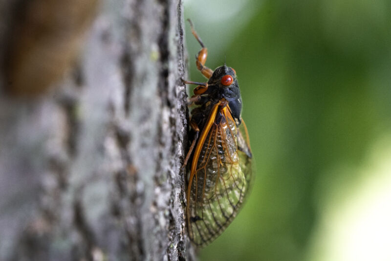 O cicada dintr-un pui de cicada de 17 ani se agață de un copac pe 29 mai 2024, în Park Ridge, Illinois. Statul a cunoscut simultan o apariție a cicadelor din Puiul XIII și din Puiul XIX. Acest eveniment rar nu a mai avut loc din 1803. 