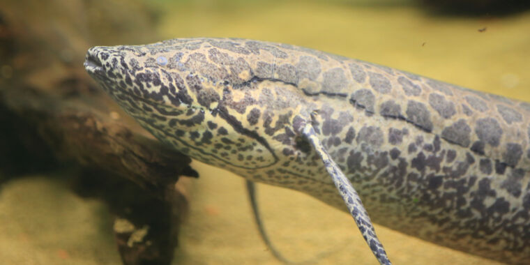 Seekor ikan dengan genom 30 kali lebih besar dari kita telah diurutkan