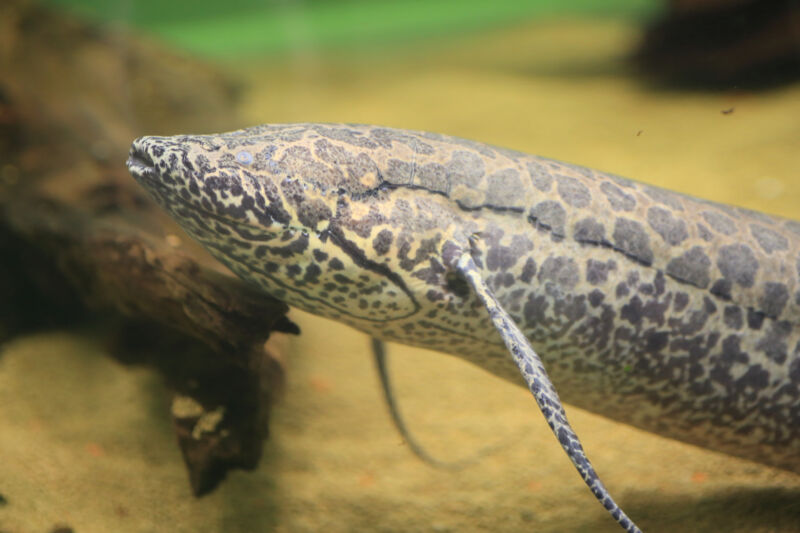 Image of the front half of a fish, with a brown and cream pattern and long fins.