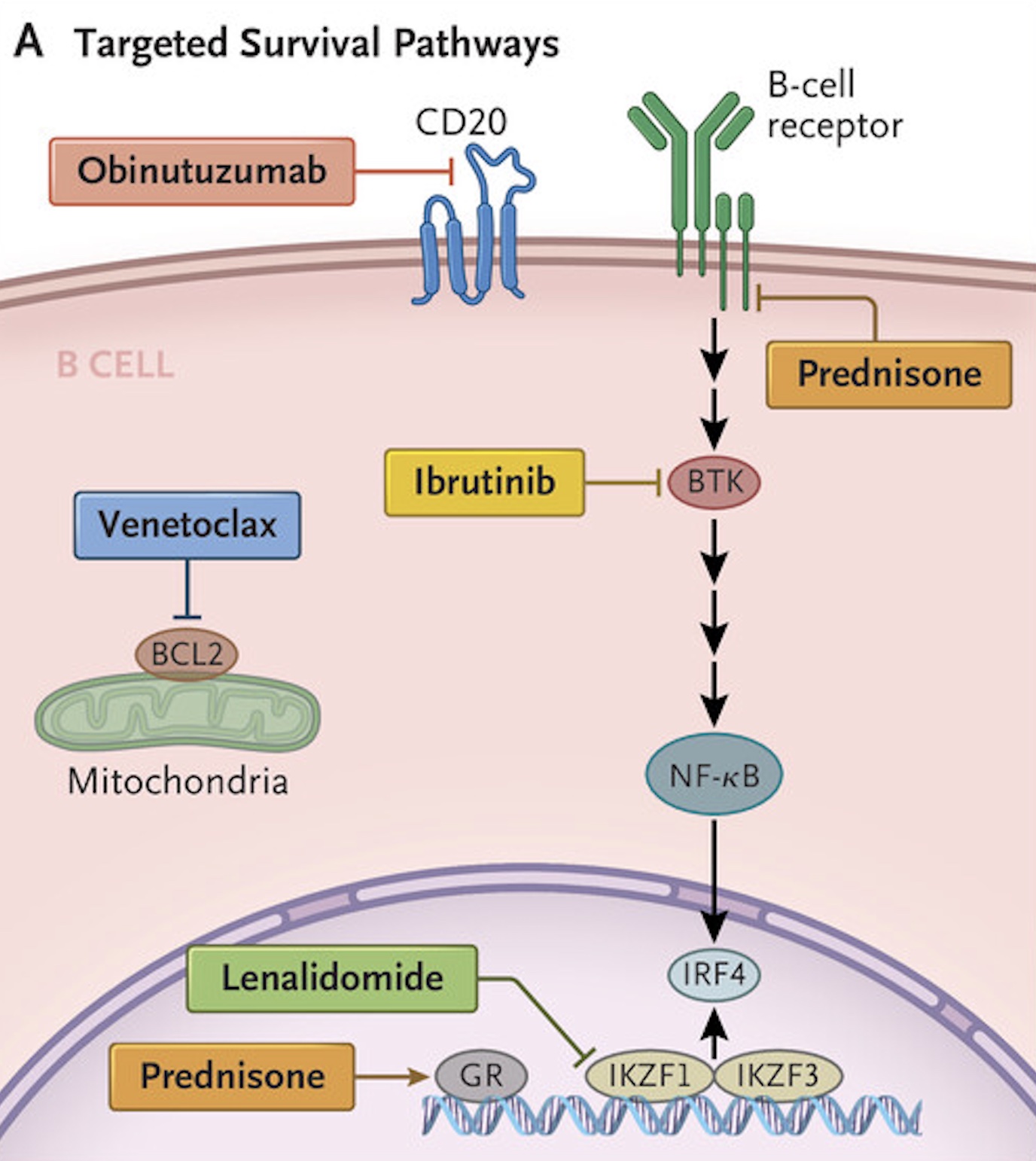 Panel A shows the survival pathways targeted by the ViPOR (venetoclax, ibrutinib, prednisone, obinutuzumab, and lenalidomide) regimen