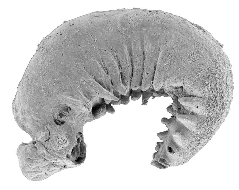 A small grey fossil object featuring a curved shape with⁣ several tiny appendages on its underside.